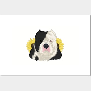 Black Pied American Bully with Sunflowers Posters and Art